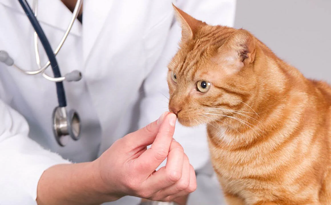 como desparasitar a tu gato