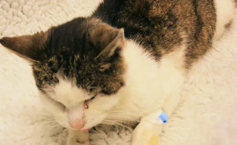 problemas renales en gatos cómo detectar los síntomas a tiempo.jpeg