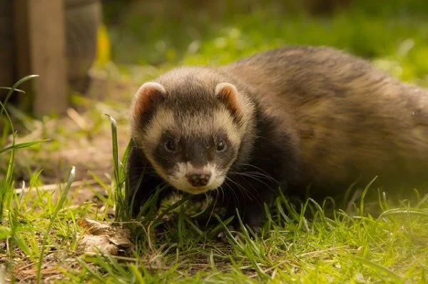 tout savoir sur le furet