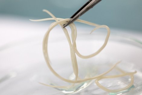 ascaris gatos 470x314 1