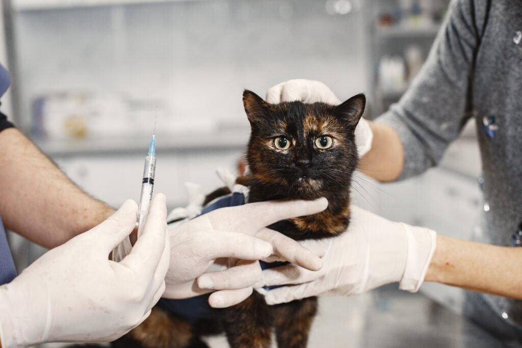 vet gives an injection of pussy after surgery