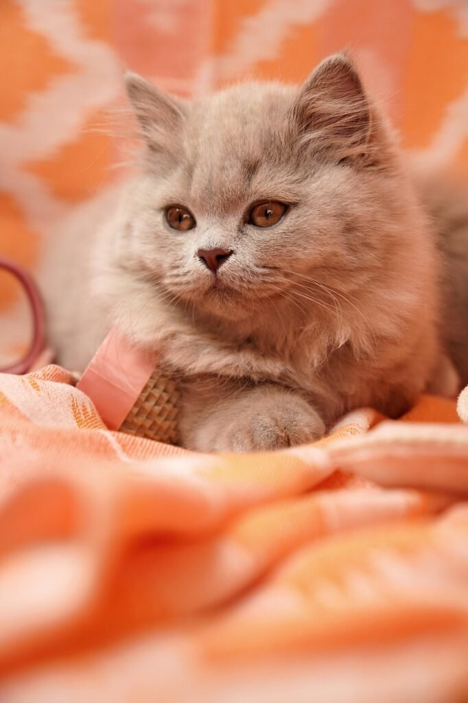 british shorthair, british longhair, lilac, animal, kitten, long hair, cat, portrait, cat breeder, cat baby, cat child, cute, cat breeding, pet, breeding cat