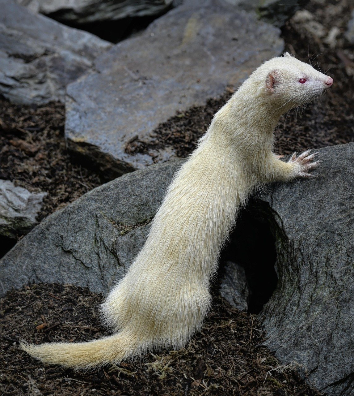 albino ferret, ferret, albinism, mammal, animal, nature, pet, hunter, photos