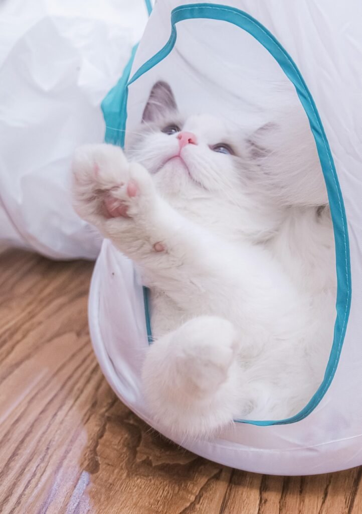 play, cat, animal, pet, kitten, cute, young, white, domestic, playful, small, mammal, fur, nature, feline, funny, portrait, kitty, fun, adorable, little, beautiful, fluffy, baby, pretty, paw