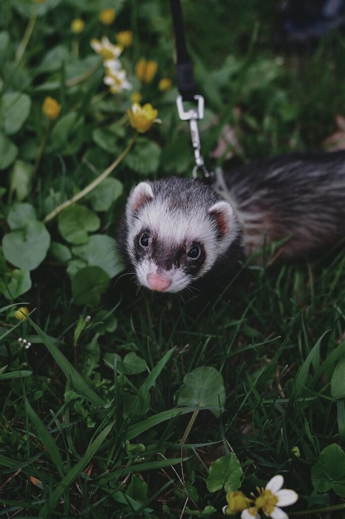 ferret, pet, animal, nature, mustelidae, field, domestic, closeup