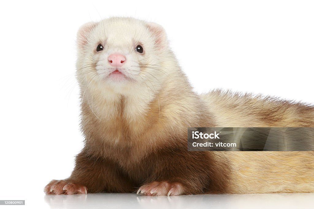 ferret (mustela putorius furo) on a white background