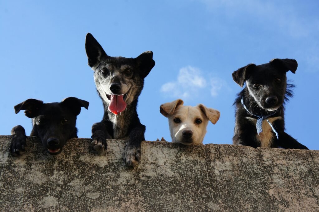 Perros mascotas de diferentes razas