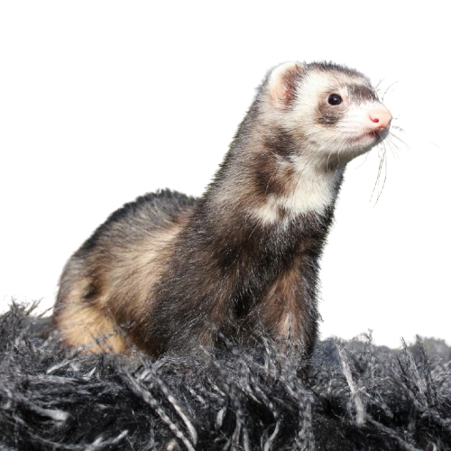 pexels kasper mahler 2152799217 32404315 removebg preview