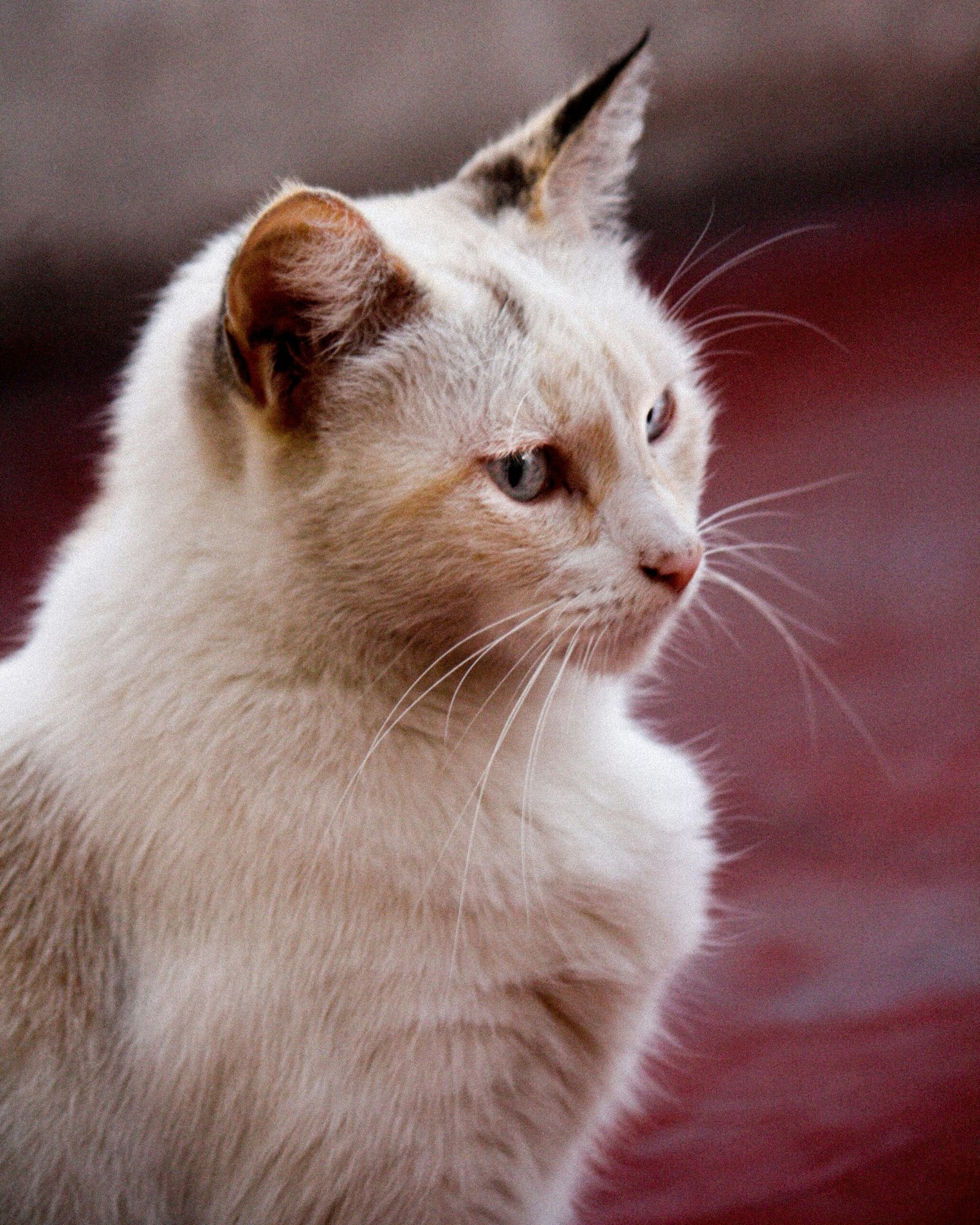 Close-up portrait of a white domestic cat with striking blue eyes indoors.