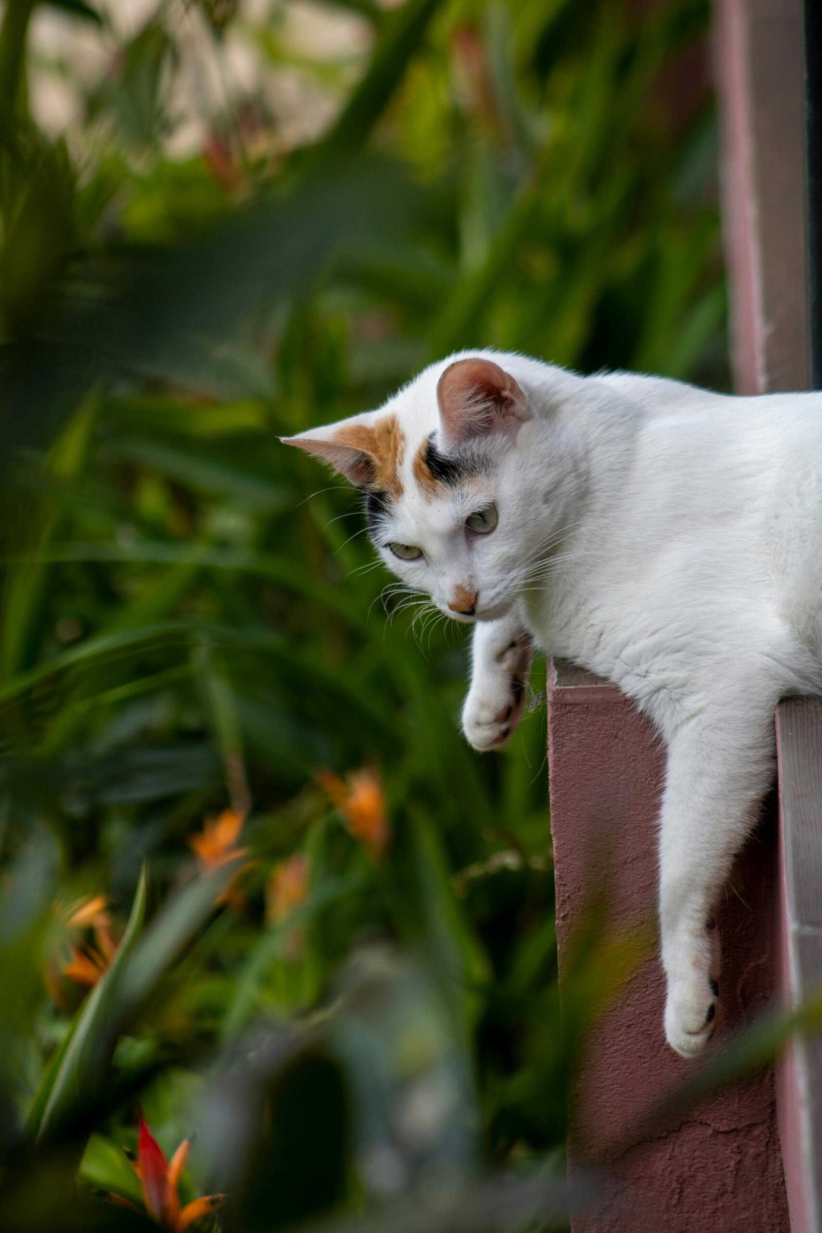 A calico cat lounges on a ledge amidst lush greenery in Sasaima, Cundinamarca, Colombia.