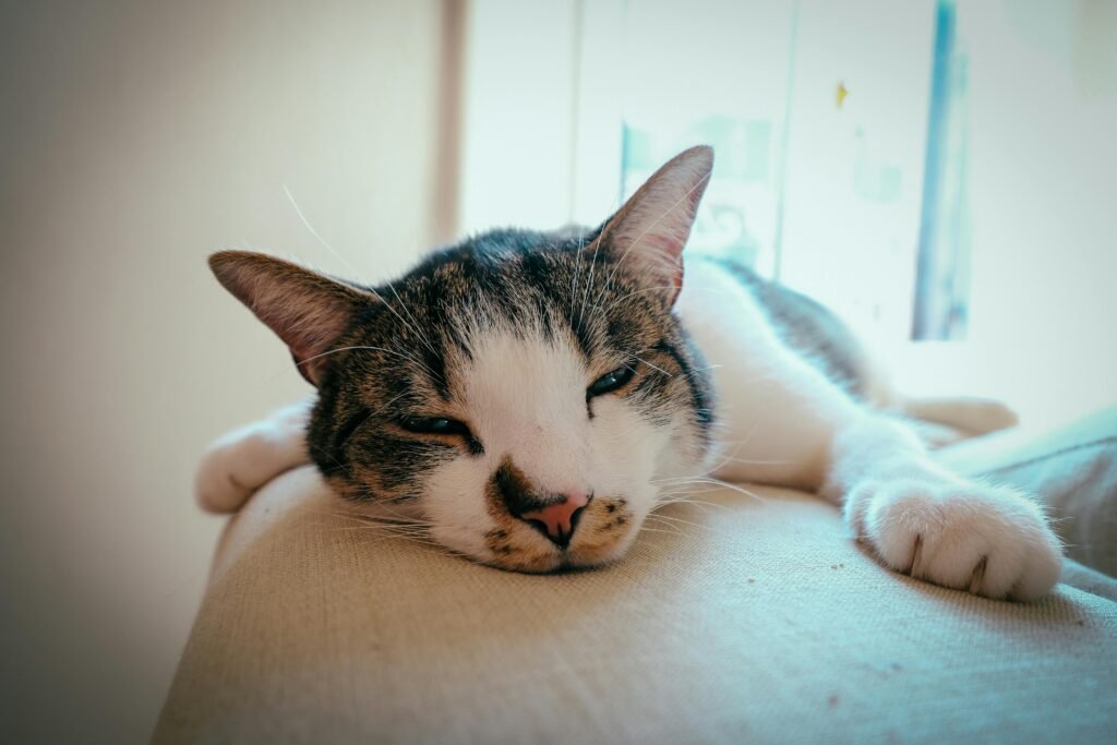 A cute domestic cat resting comfortably on a couch inside a bright room.