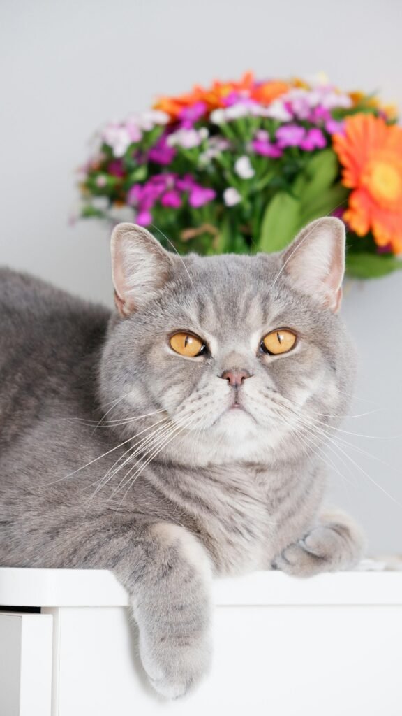 A grey British Shorthair cat lounging with a vibrant bouquet in the background.