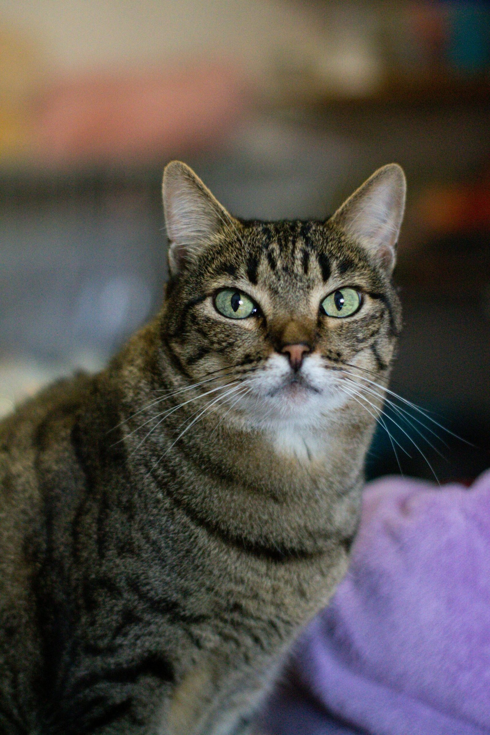 Adorable tabby cat with striking green eyes looking curiously indoors.