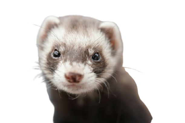 pexels verina 37726706 7179718 removebg preview (1)