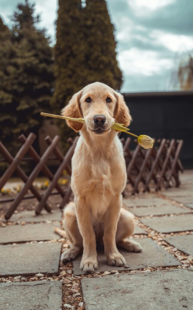 Perros Mascota sentada cómoda en un patio con una flor en su boca