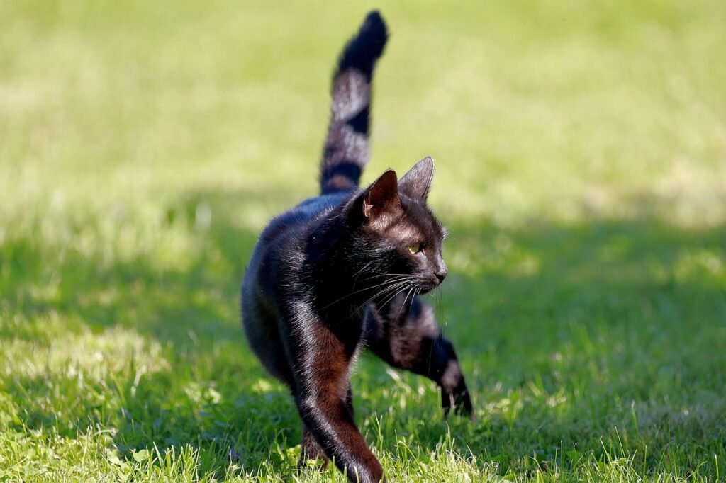 cat, lawn, playing, backyard, feline, nature, kitten, animal, pet, playful, grass