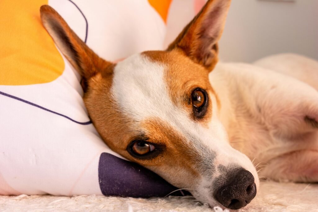 pexels giovanaspiller 14391772