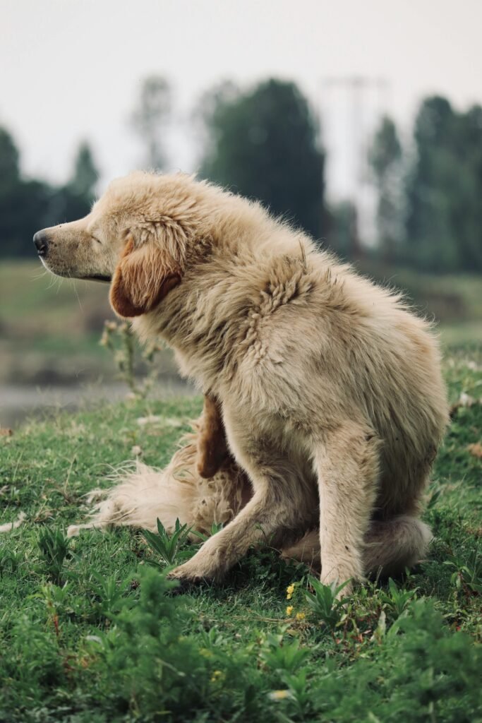 pexels ifham khan 572781978 36137799