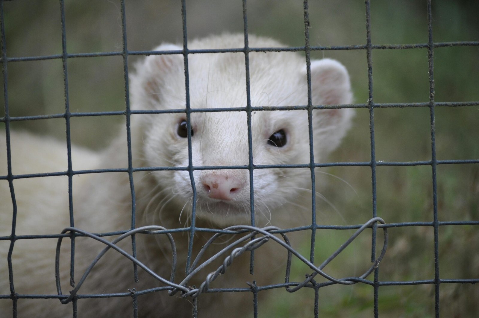 Close-up of a white ferret peering through a mesh fence, showcasing curiosity and cute features.