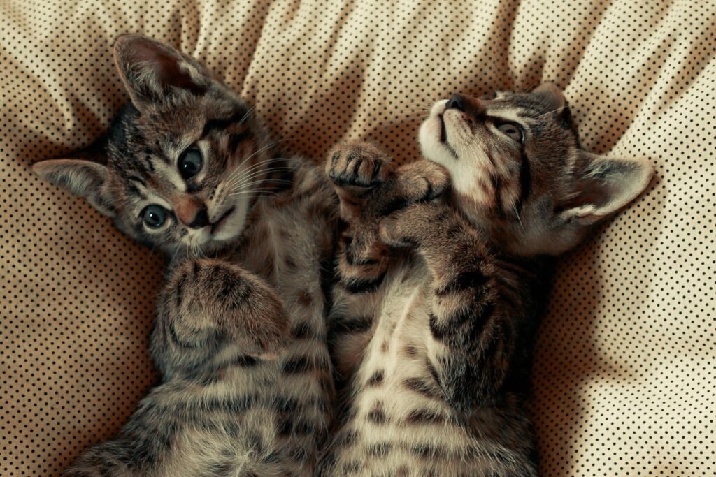 Two cute tabby kittens lying on a cozy polka dot blanket, looking playful and relaxed.