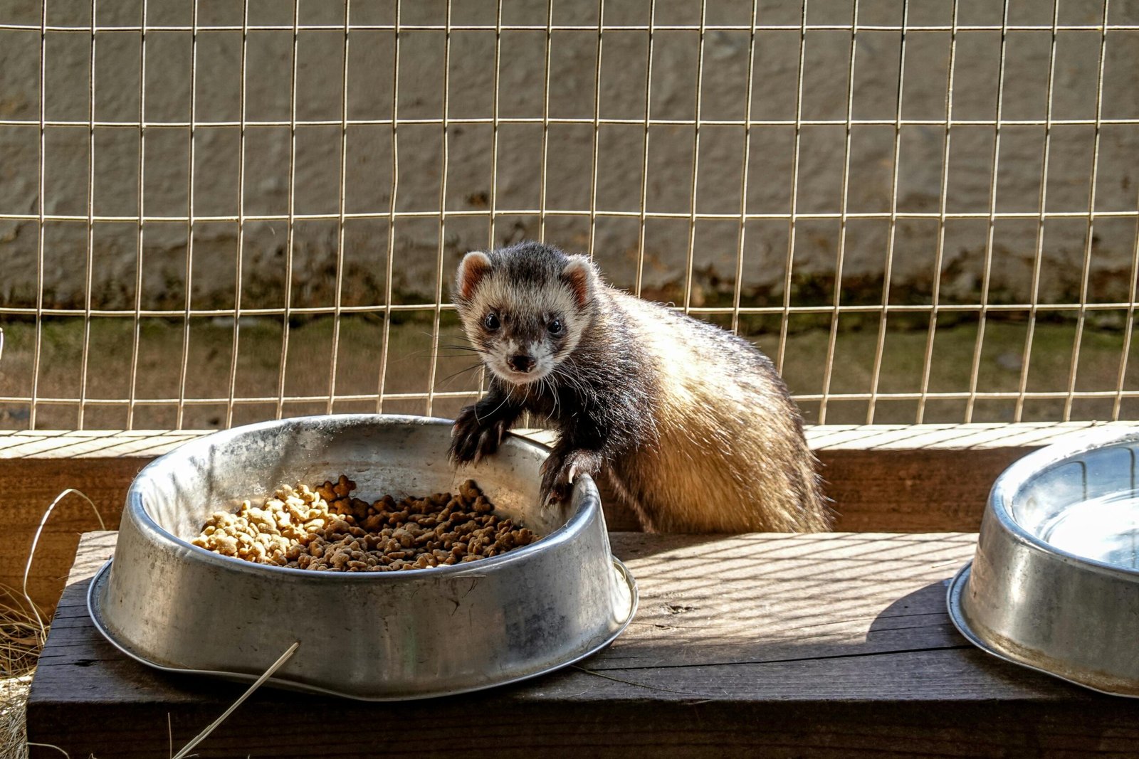 Adorable ferret portrait with whiskers visible, showcasing its curious expression.