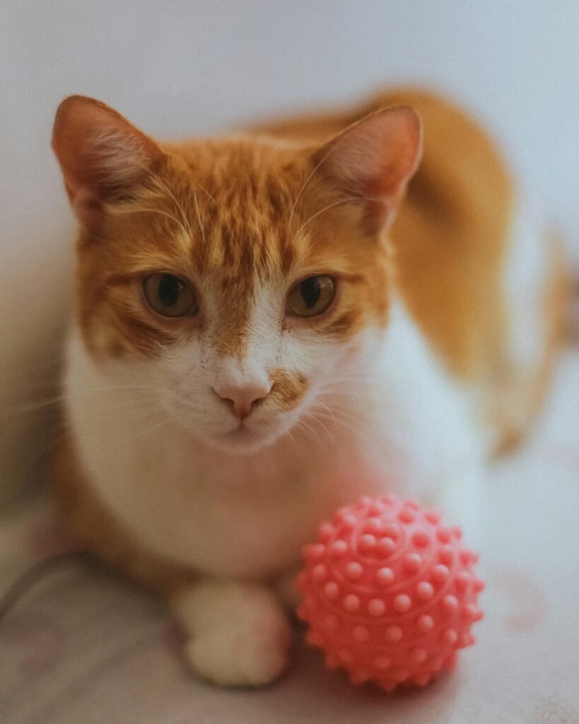 A ginger and white cat with a pink spiky ball resting indoors. Perfect for pet and lifestyle themes.