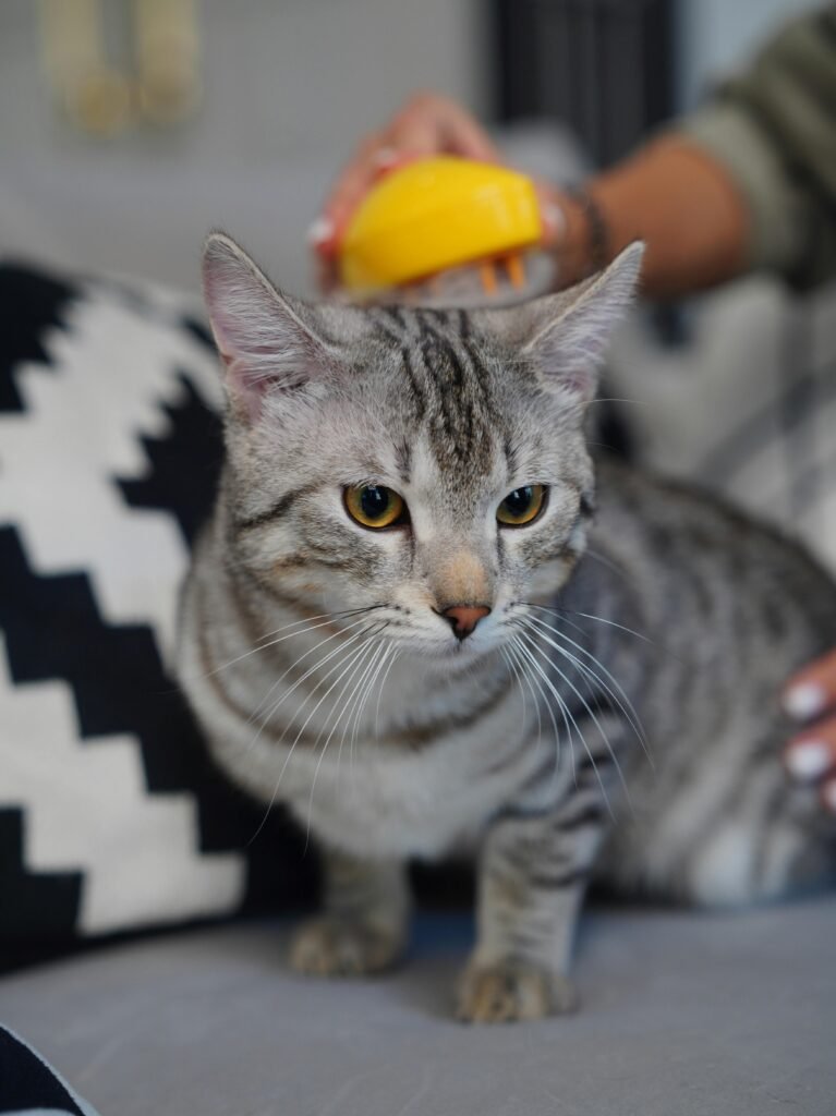 Close-up of a cute gray tabby cat being brushed indoors. Ideal for pet care themes.