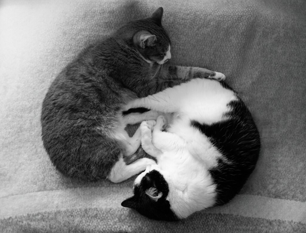Two cats snuggling on a soft blanket in harmonious black and white pattern.