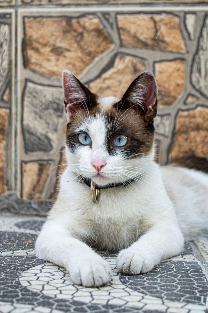 Adorable Siamese cat lounging indoors, showcasing its distinctive blue eyes and facial markings.