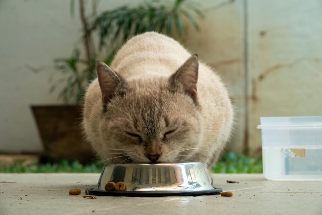 Close-up of a domestic cat enjoying meal in a backyard setting.