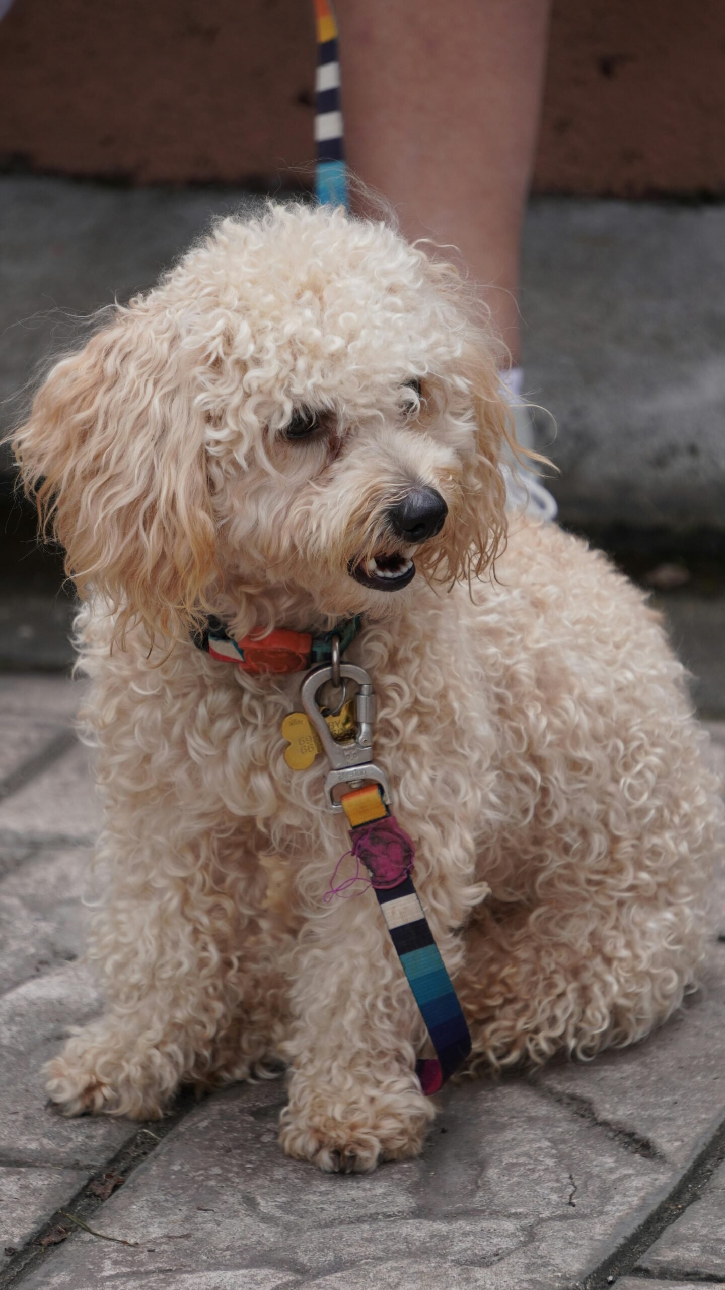 Home Charming poodle sitting on stone pavement with colorful leash in Boquete, Panama.