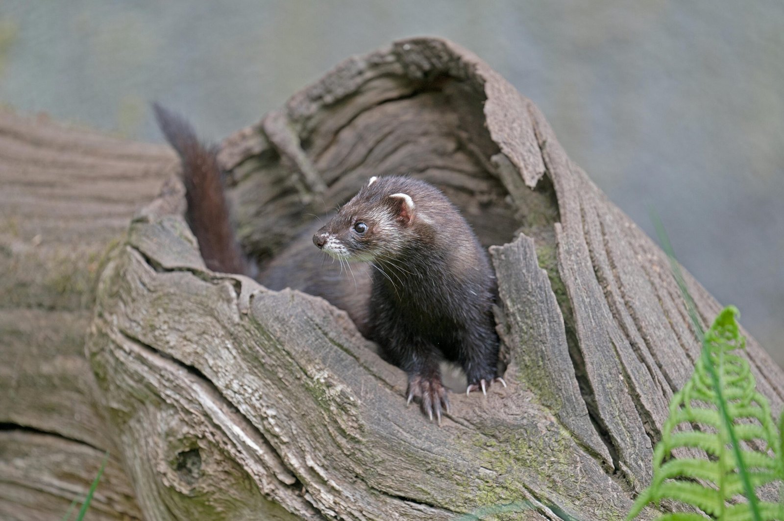 Captivating image of a European polecat emerging from a hollow log in Niedersachsen, Germany.