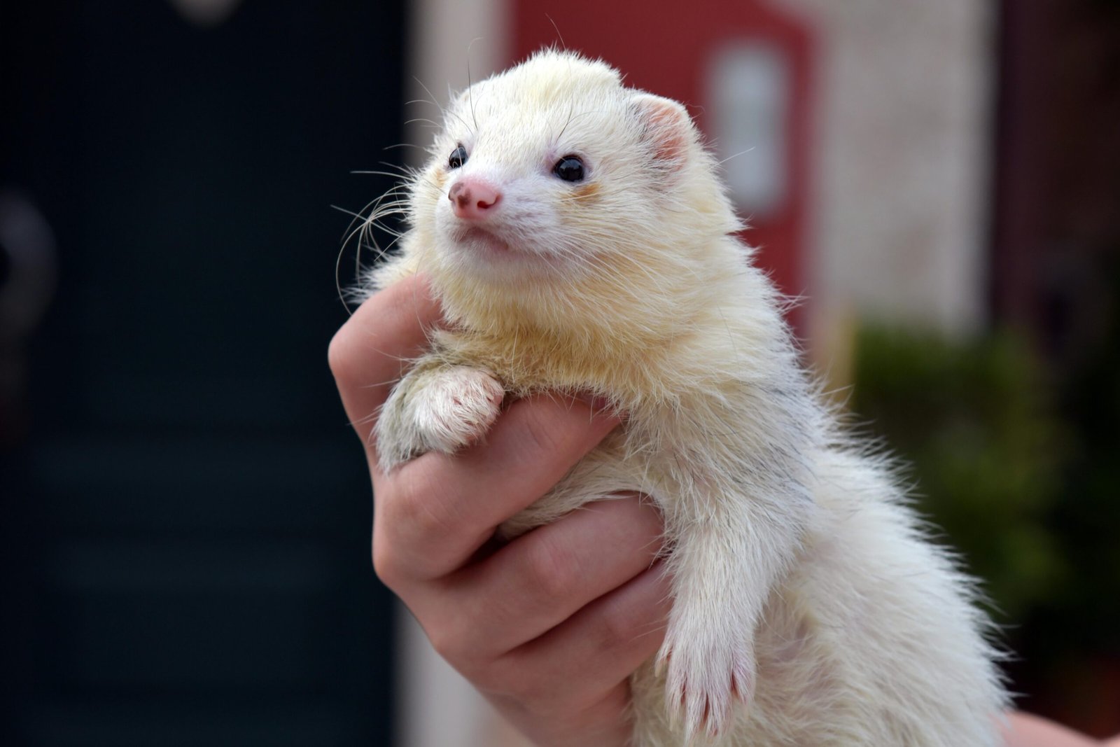 Home A cute ferret being gently held by a hand outdoors, showcasing its fluffy fur.