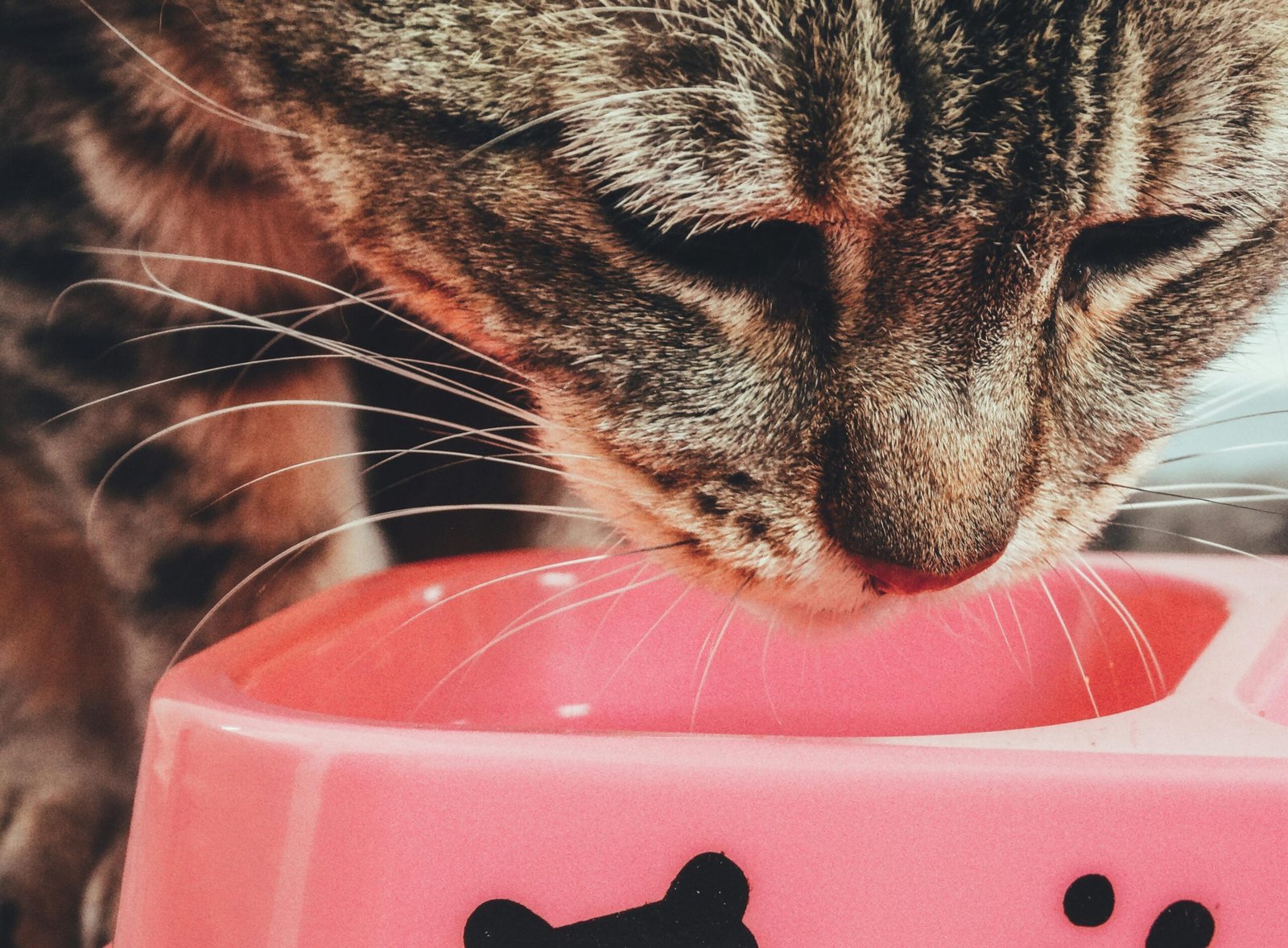 Home A cute tabby cat enjoys a meal from a pink bowl. Perfect for pet lovers.