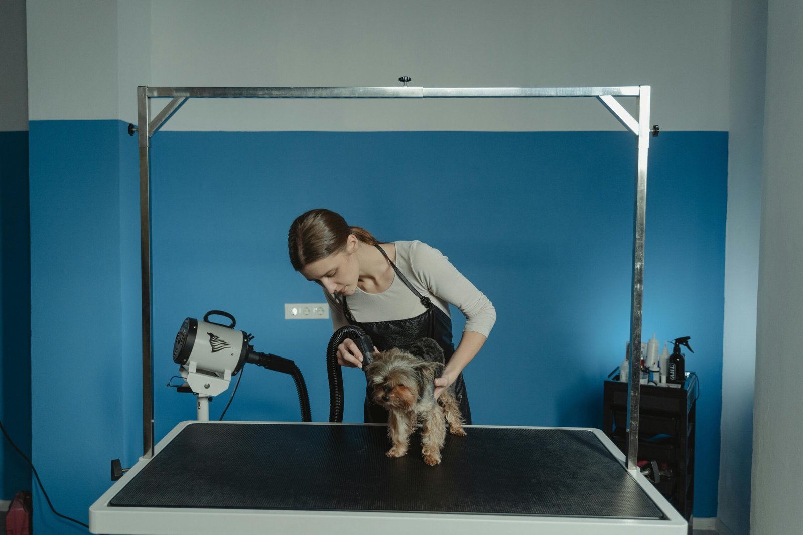 Home A woman groomer styling a Yorkshire Terrier on a grooming table indoors.