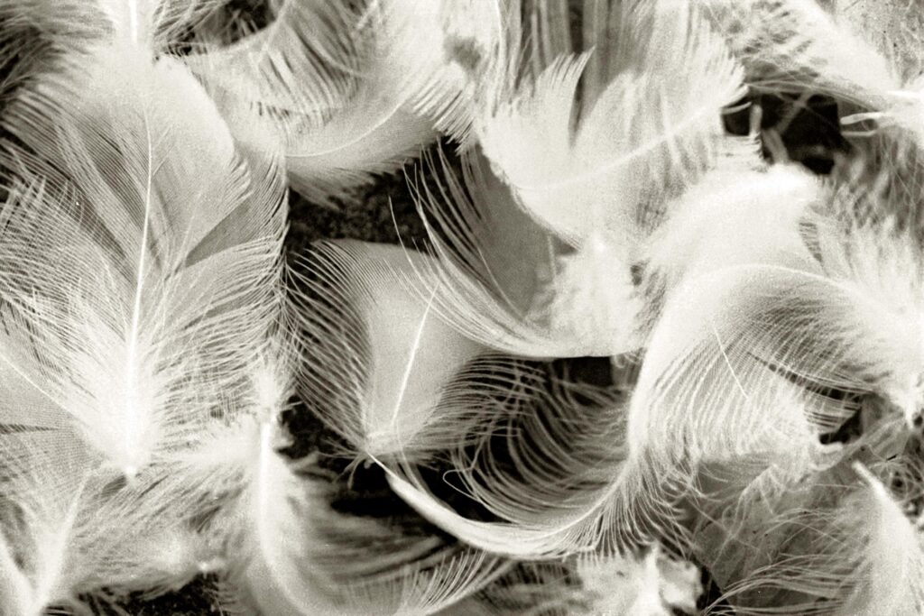 Abstract close-up image of delicate white feathers in black and white, showcasing texture and contrast.