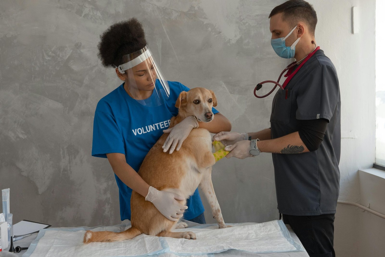 Home A veterinarian in scrubs with a stethoscope checks a Pomeranian dog indoors.